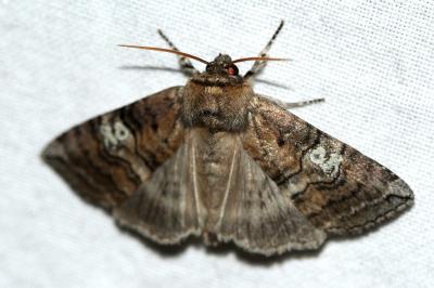 Tethea ocularis