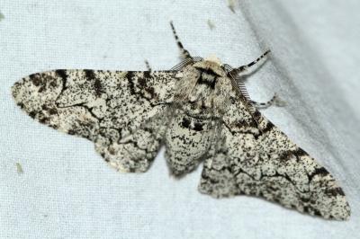 Biston betularia
