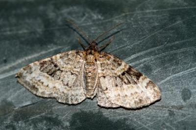 Pterapherapteryx sexalata