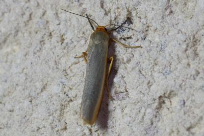 Erebidae