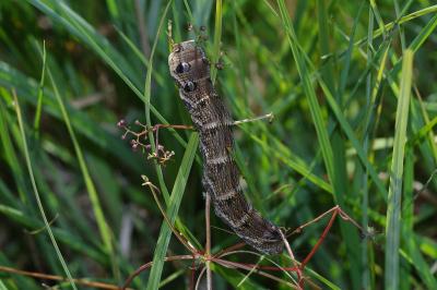 Deilephila elpenor