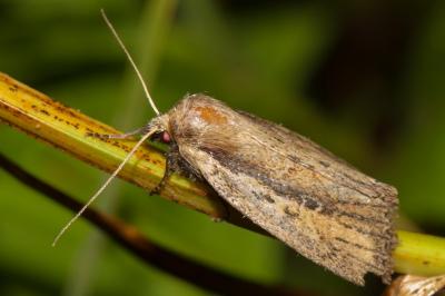 Archanara dissoluta