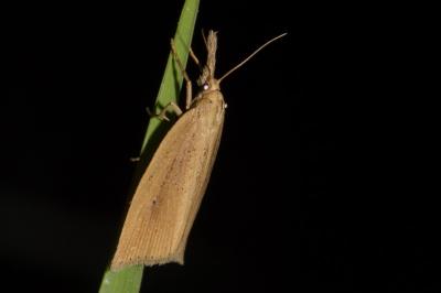 Chilo phragmitellus