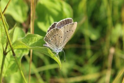 Phengaris teleius