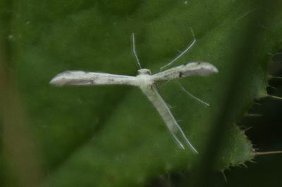 Adaina microdactyla