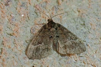 Perizoma lugdunaria