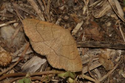 Paracolax tristalis