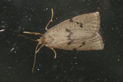 Apaidia mesogona