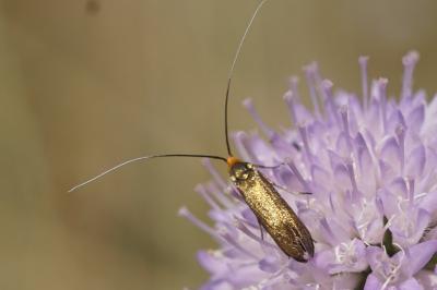 Nemophora metallica