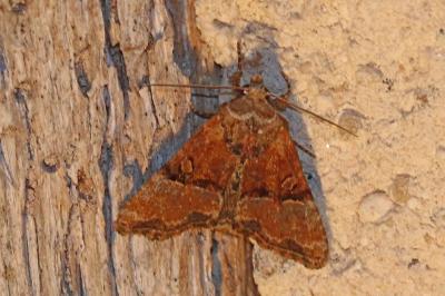 Mesoligia furuncula