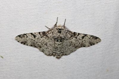 Biston betularia