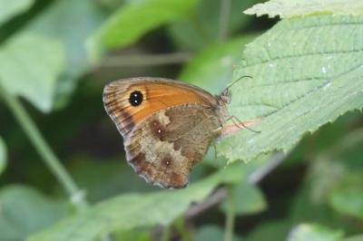 Pyronia tithonus