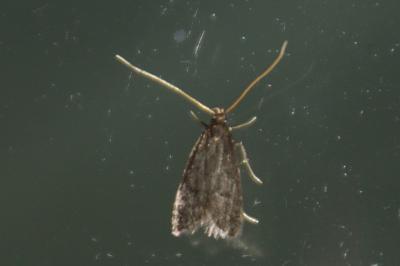 Homaloxestis briantiella