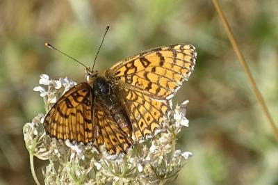 Melitaea cinxia