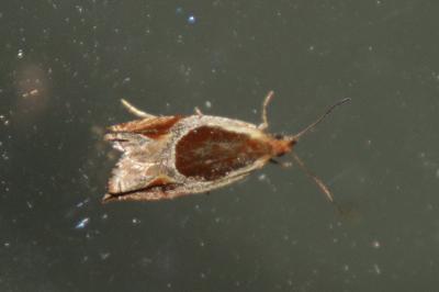 Ancylis unculana
