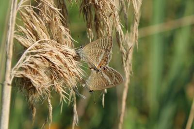 Lampides boeticus