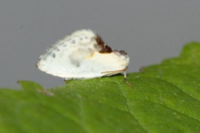Cilix glaucata