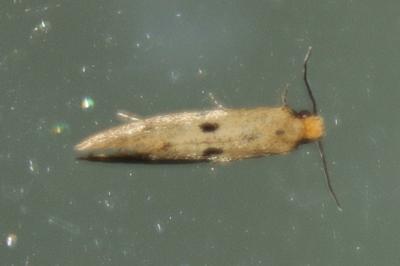 Tinea trinotella