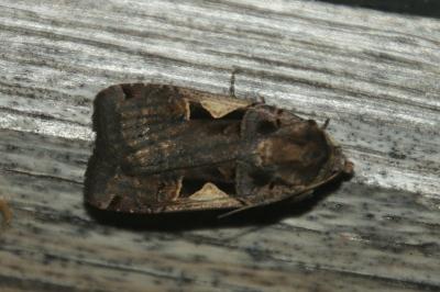 Xestia c-nigrum