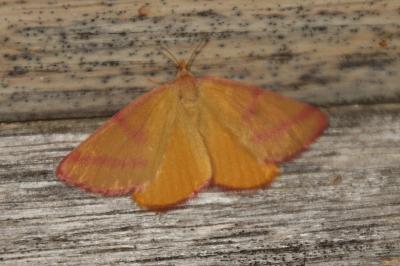 Lythria purpuraria