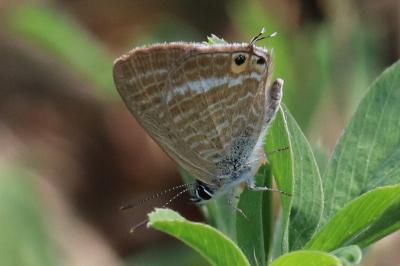 Lampides boeticus