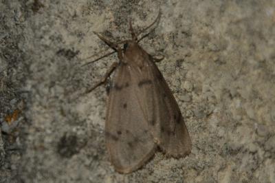Paidia rica