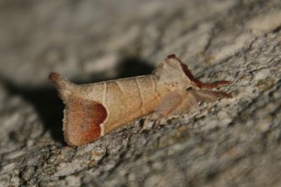 Clostera curtula
