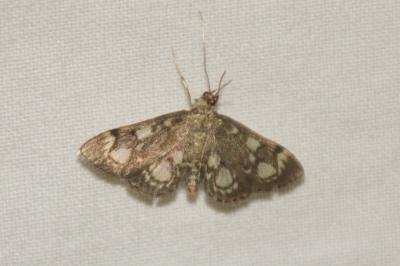 Anania coronata