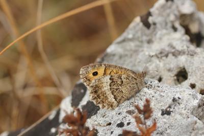 Arethusana arethusa