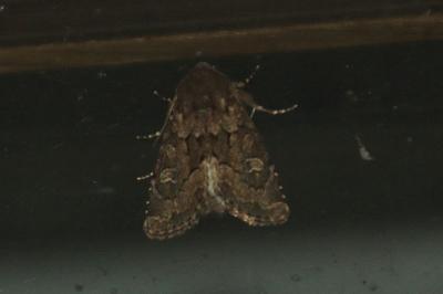 Luperina testacea