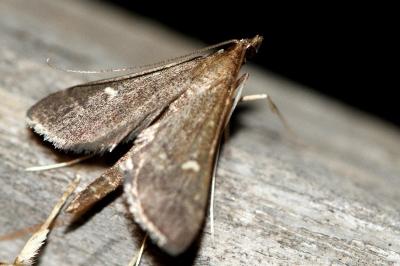 Dolicharthria punctalis