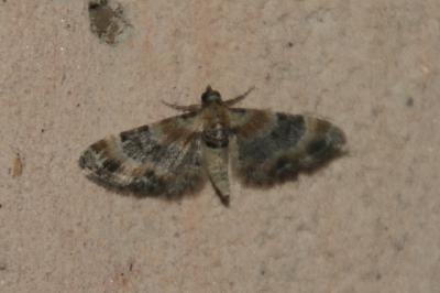 Eupithecia linariata