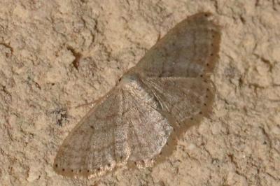 Idaea sylvestraria