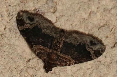 Xanthorhoe ferrugata