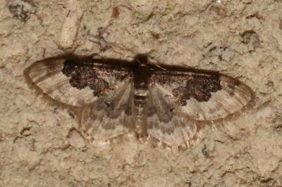 Idaea rusticata