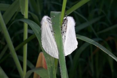 Leucoma salicis