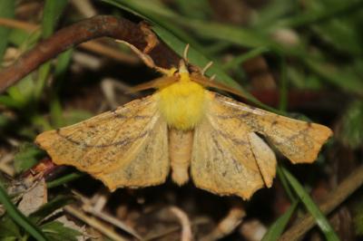 Ennomos alniaria