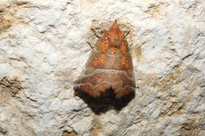 Scoliopteryx libatrix