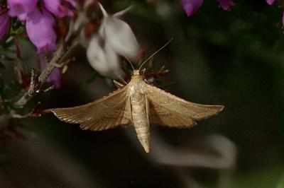 Endotricha flammealis