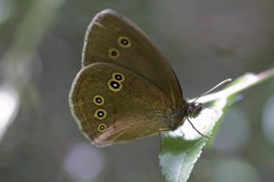Aphantopus hyperantus