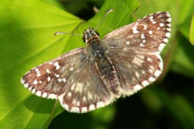 Pyrgus armoricanus