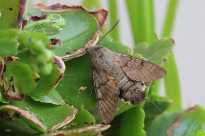 Macroglossum stellatarum