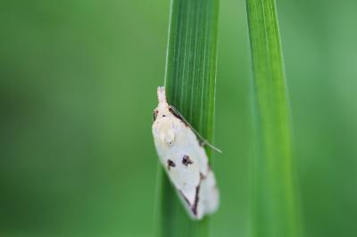 Agapeta hamana