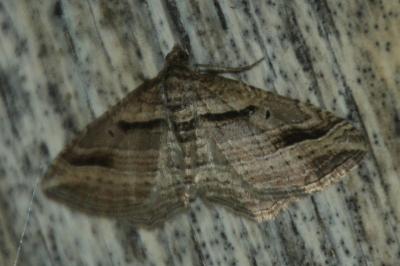 Costaconvexa polygrammata