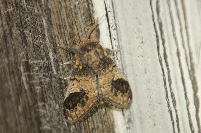 Notodonta tritophus