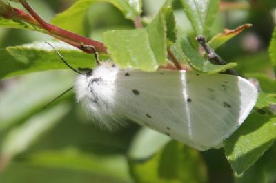 Diaphora mendica