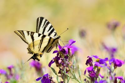 Iphiclides podalirius