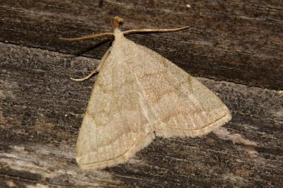 Pechipogo strigilata