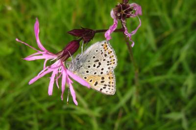 Lycaena tityrus