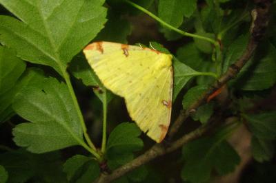 Opisthograptis luteolata